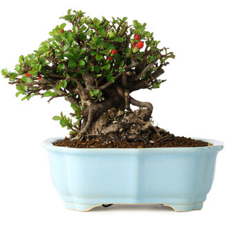 Yixing Chaenomeles speciosa, 17 cm, ± 30 jaar oud