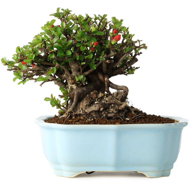 Chaenomeles speciosa, 17 cm, ± 30 años, con flores rojas, en una maceta china moldeada por Yixing