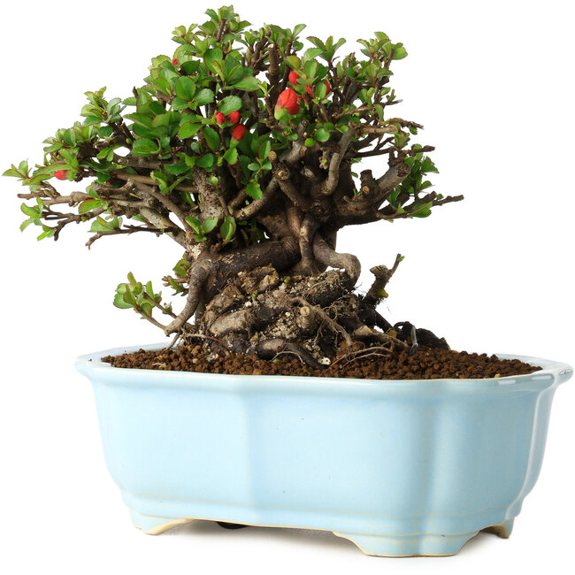 Chaenomeles speciosa, 17 cm, ± 30 anni, con fiori rossi, in un vaso cinese modellato da Yixing