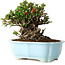 Chaenomeles speciosa, 17 cm, ± 30 años, con flores rojas, en una maceta china moldeada por Yixing
