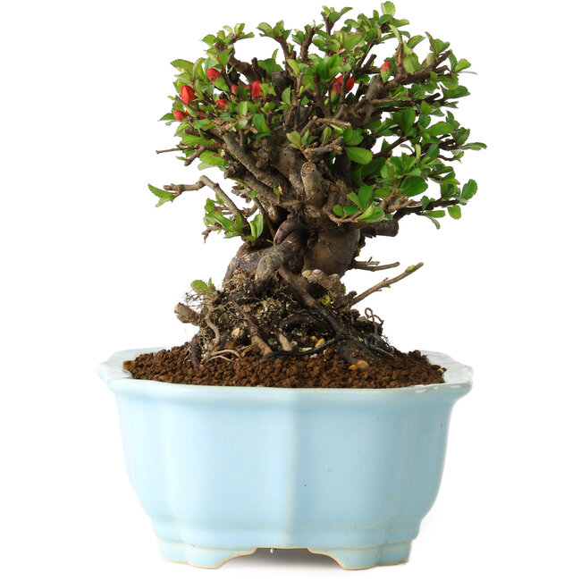 Chaenomeles speciosa, 17 cm, ± 30 anni, con fiori rossi, in un vaso cinese modellato da Yixing