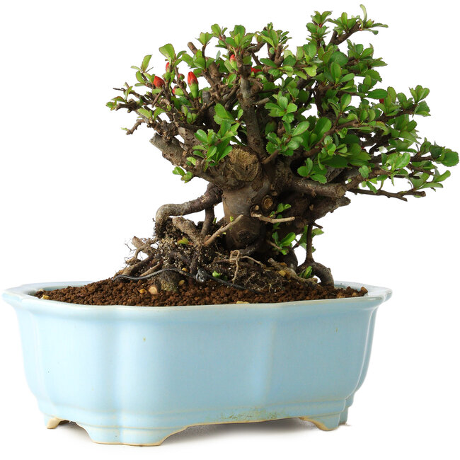 Chaenomeles speciosa, 17 cm, ± 30 jaar oud, met rode bloemen, in een Chinese gegoten pot van Yixing