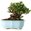 Chaenomeles speciosa, 17 cm, ± 30 años, con flores rojas, en una maceta china moldeada por Yixing