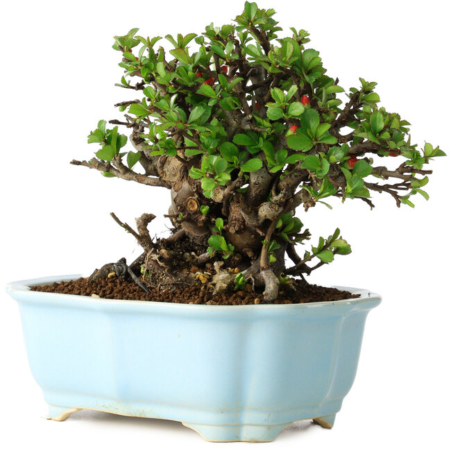 Chaenomeles speciosa, 17 cm, ± 30 Jahre alt, mit roten Blüten, in einem chinesischen Formtopf von Yixing