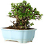 Chaenomeles speciosa, 17 cm, ± 30 años, con flores rojas, en una maceta china moldeada por Yixing