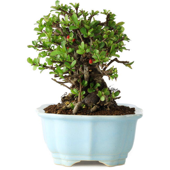 Chaenomeles speciosa, 17 cm, ± 30 anni, con fiori rossi, in un vaso cinese modellato da Yixing