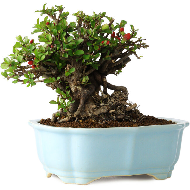 Chaenomeles speciosa, 17 cm, ± 30 Jahre alt, mit roten Blüten, in einem chinesischen Formtopf von Yixing