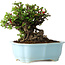 Chaenomeles speciosa, 17 cm, ± 30 años, con flores rojas, en una maceta china moldeada por Yixing