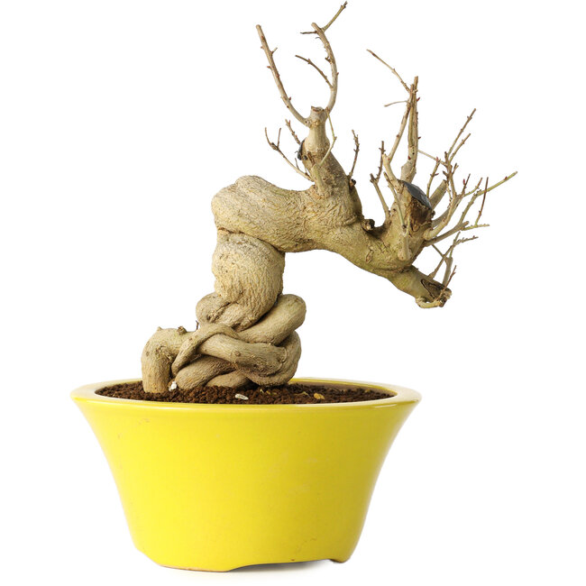 Punica granatum, 21 cm, ± 20 jaar oud