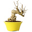 Punica granatum, 21 cm, ± 20 jaar oud