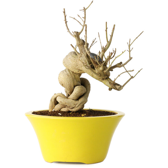 Punica granatum, 21 cm, ± 20 years old