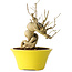 Punica granatum, 21 cm, ± 20 jaar oud