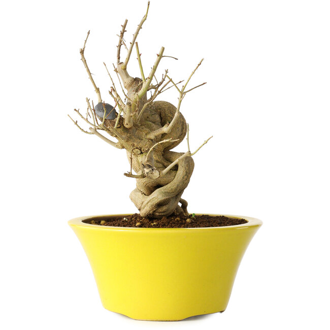 Punica granatum, 21 cm, ± 20 years old