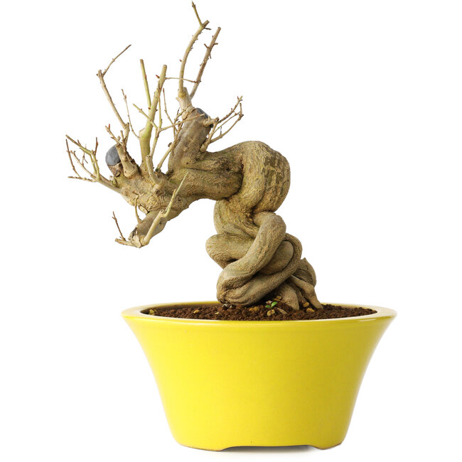 Punica granatum, 21 cm, ± 20 years old