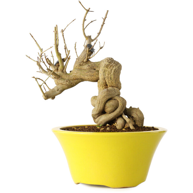 Punica granatum, 21 cm, ± 20 años