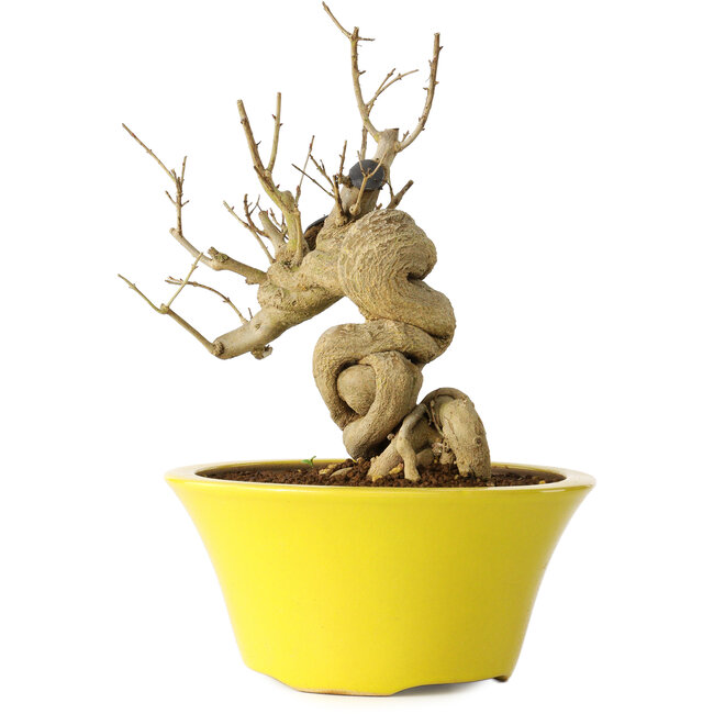 Punica granatum, 21 cm, ± 20 jaar oud