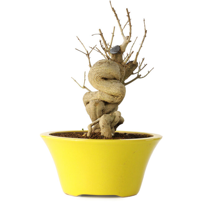 Punica granatum, 21 cm, ± 20 años