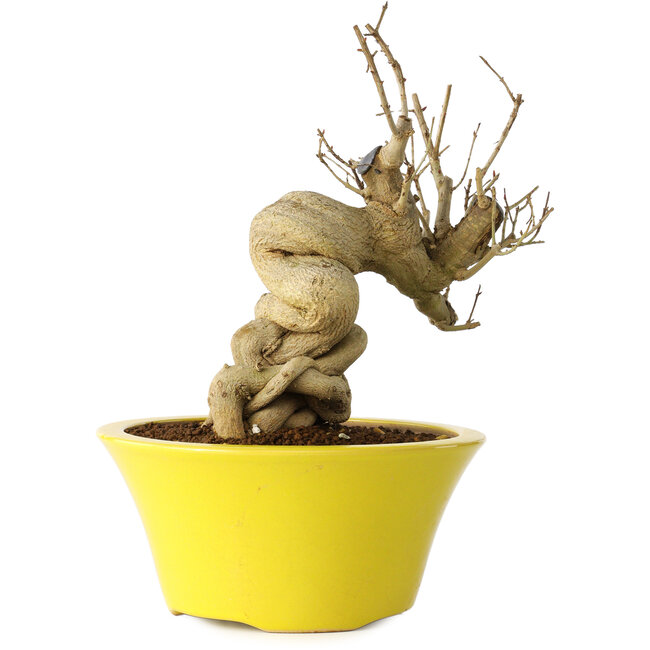 Punica granatum, 21 cm, ± 20 años