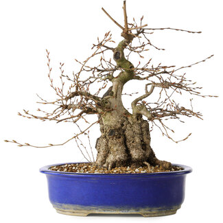 Carpinus coreana, 30 cm, ± 35 jaar oud