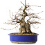 Carpinus coreana, 30 cm, ± 35 jaar oud