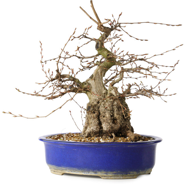 Carpinus coreana, 30 cm, ± 35 años