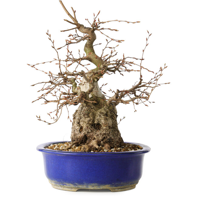 Carpinus coreana, 30 cm, ± 35 ans