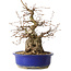 Carpinus coreana, 30 cm, ± 35 jaar oud