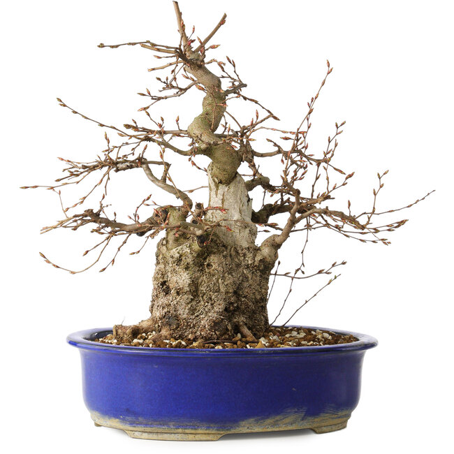 Carpinus coreana, 30 cm, ± 35 ans