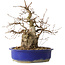 Carpinus coreana, 30 cm, ± 35 jaar oud