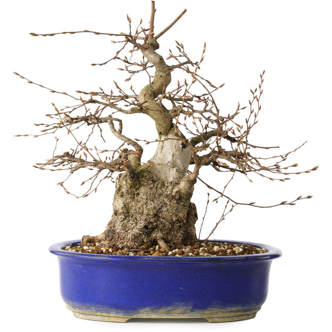 Carpinus coreana, 30 cm, ± 35 years old