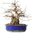 Carpinus coreana, 30 cm, ± 35 jaar oud