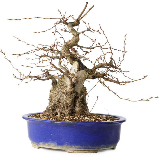 Carpinus coreana, 30 cm, ± 35 years old