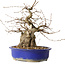 Carpinus coreana, 30 cm, ± 35 jaar oud