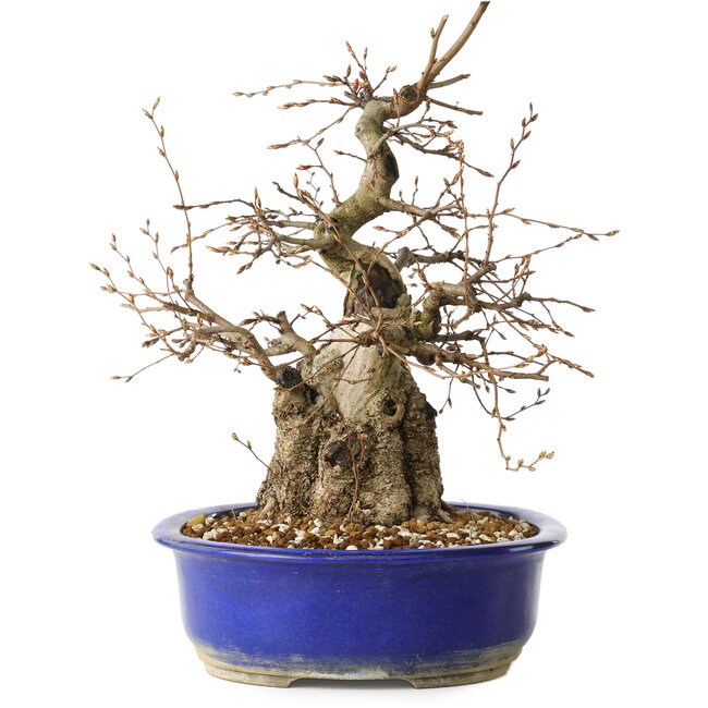 Carpinus coreana, 30 cm, ± 35 jaar oud