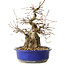 Carpinus coreana, 30 cm, ± 35 jaar oud