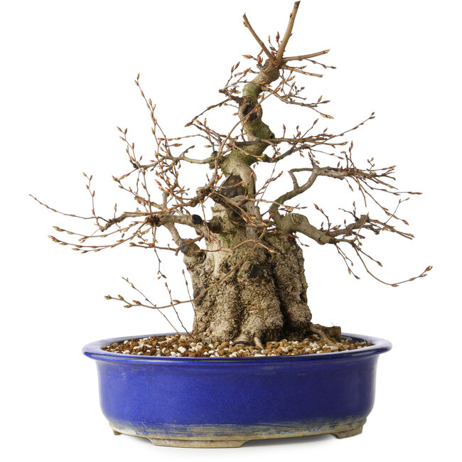 Carpinus coreana, 30 cm, ± 35 ans