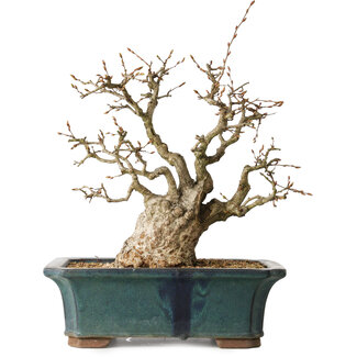 Carpinus coreana, 37 cm, ± 35 jaar oud