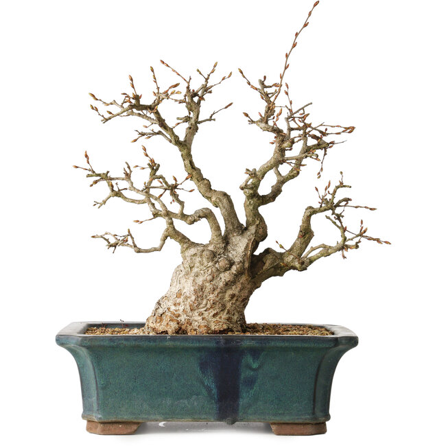 Carpinus coreana, 37 cm, ± 35 jaar oud