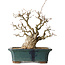 Carpinus coreana, 37 cm, ± 35 jaar oud