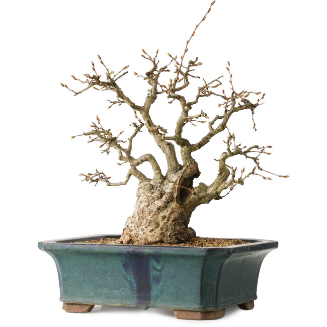Carpinus coreana, 37 cm, ± 35 jaar oud