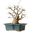 Carpinus coreana, 37 cm, ± 35 jaar oud