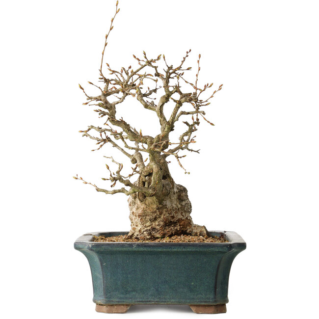 Carpinus coreana, 37 cm, ± 35 jaar oud
