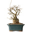 Carpinus coreana, 37 cm, ± 35 jaar oud