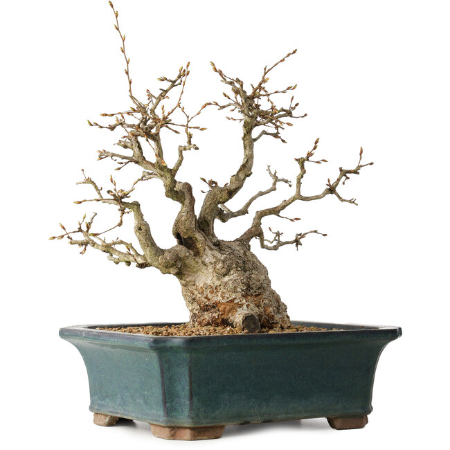 Carpinus coreana, 37 cm, ± 35 anni