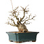 Carpinus coreana, 37 cm, ± 35 jaar oud