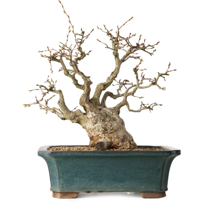 Carpinus coreana, 37 cm, ± 35 Jahre alt