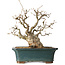 Carpinus coreana, 37 cm, ± 35 jaar oud