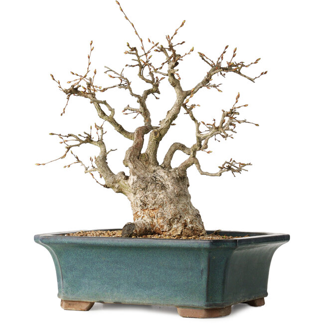 Carpinus coreana, 37 cm, ± 35 años
