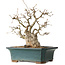 Carpinus coreana, 37 cm, ± 35 jaar oud