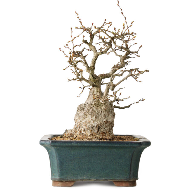 Carpinus coreana, 37 cm, ± 35 anni